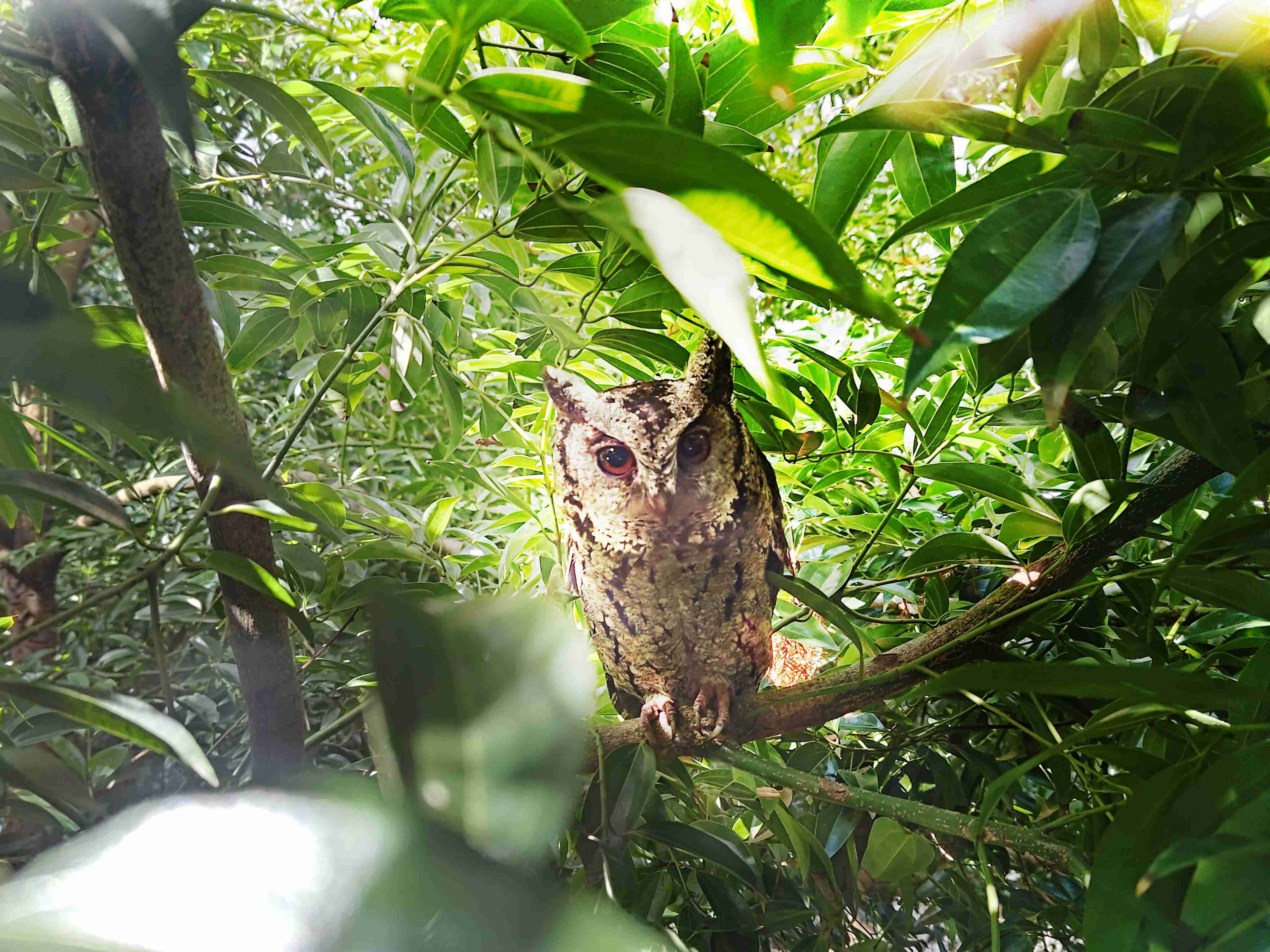 赏金国际致力提倡净零绿生活，，16年以来在全球各厂区植树逾百万棵，，，造就各厂区树木蔚然成林，，，犹如森林工厂，，，，成为许多生物的栖息地